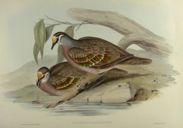 John Gould's Birds of Australia